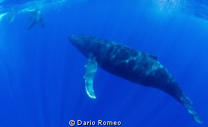 Humpback whale watching her baby by Dario Romeo 